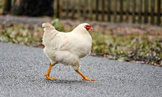25 Best Why Did the Chicken Cross the Road Jokes