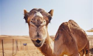 A Camel and His Mom Have a Discussion