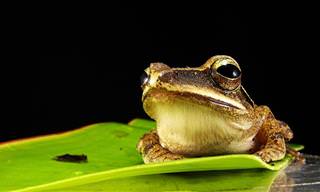The Magical Frog