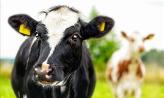 135 Jokes and Puns About: Cow