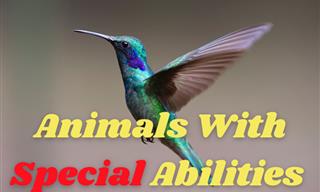 The Special Abilities of the Animal Kingdom