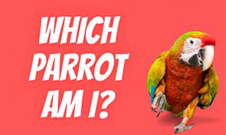 Which Parrot IS IT?