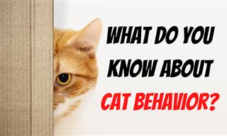 Do You Understand Cat Behavior?