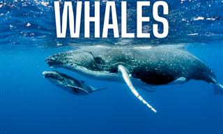 What Do You Know About Whales?