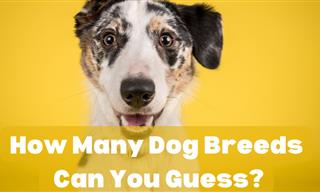 How Many Dog Breeds Can You Guess?