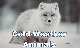 Cold-Environment Animal Trivia Quiz