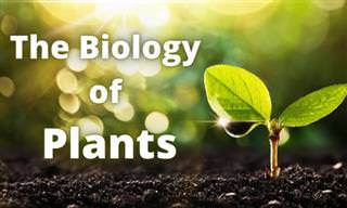 The <b>Biology</b> of Plants
