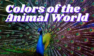 <b>Colors</b> of the Animal World