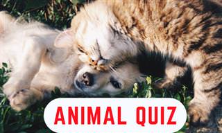 Test Your Animal Knowledge