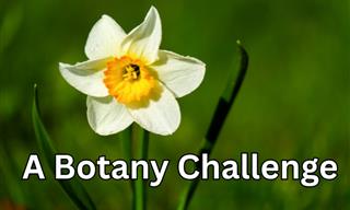 Do You Know <b>Plants</b>?