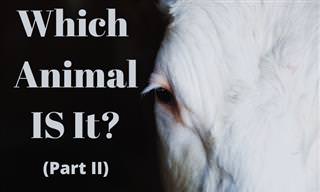Which Animal IS It? (Part II)