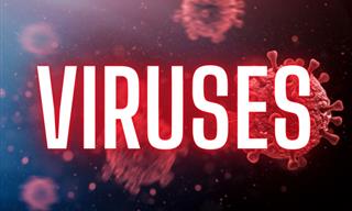 What Do You Know About Viruses?