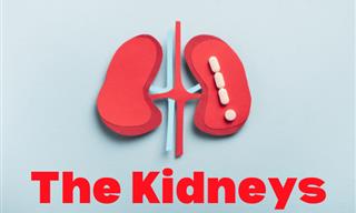 What Do You Know About Your Kidneys?