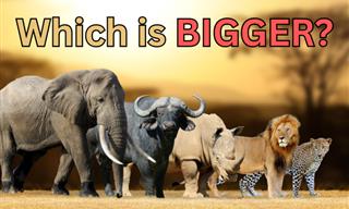 Which <b>Animal</b> is Bigger?