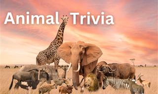 <b>Animal</b> Trivia Round