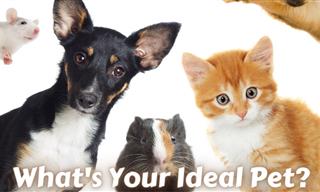 Discover Your Ideal Pet 