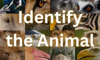 Will <b>You</b> Identify These <b>Animals</b>?