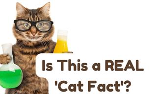 Is This a REAL Cat Fact?