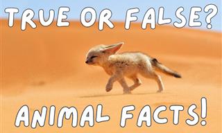 <b>Animal</b> Facts: True or False?