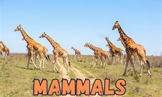 What Do You Know About MAMMALS?