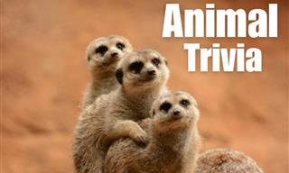 How Well Do You Know the Animal Kingdom?