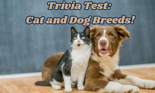Do You Know All These Cat and Dog Breeds?