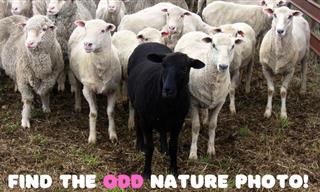 Odd One Out: Nature Edition