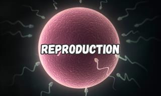 How Well Do You Know Reproduction?