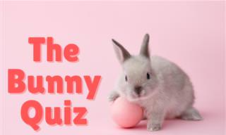 The <b>Bunny</b> <b>Quiz</b>
