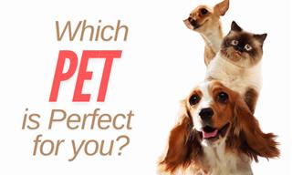 Discover Your Ideal Pet 