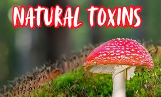 The Deadliest Natural Poisons