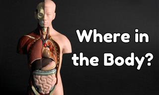 Where is It in the Body?