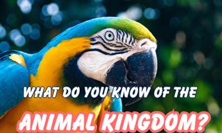 <b>How</b> <b>Well</b> <b>Do</b> <b>You</b> <b>Know</b> the Animal Kingdom?