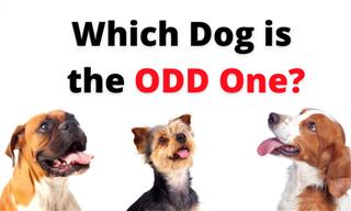 Odd One Out: Cute Dogs Edition!