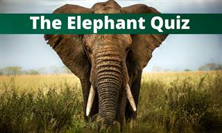 What Do You Know About Elephants?