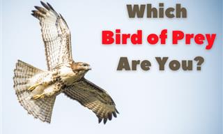 Which Bird of Prey is in Your Soul?