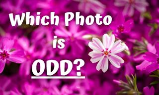 Find the <b>Odd</b> Image: Foliage Edition