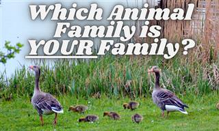 Which Animal Family is YOUR Family?