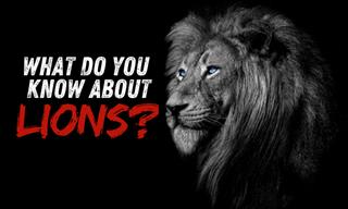 How Much Do You Know About Lions?