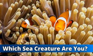 What Sea Creature Would You Be?