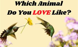 <b>Love</b> Turns Us All Into Animals, But Which Ones?