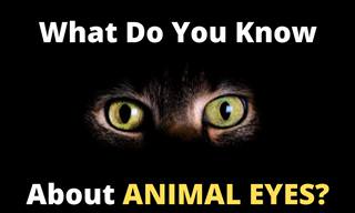 WDYK About <b>Animal</b> Eyes?