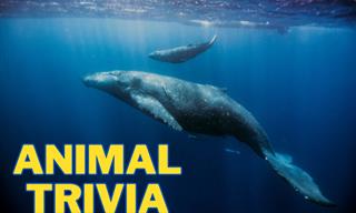 Do You Know These Animal Facts?
