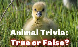 True or False: Animal Edition!