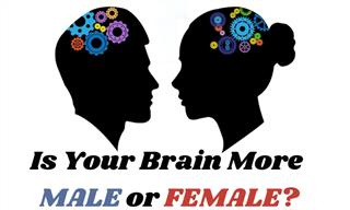 Is Your Brain More <b>Male</b> or <b>Female</b>?