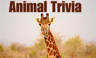 Only the Biggest Animal <b>Lovers</b> Can Pass This Quiz!