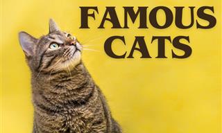 Famous Cats in Culture