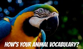 How's Your Animal Vocabulary?
