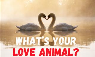 What Animal Do You <b>Love</b> Like?