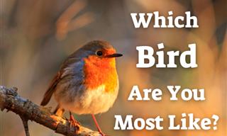 Can We Tell What <b>Bird</b> You Are Most Like?